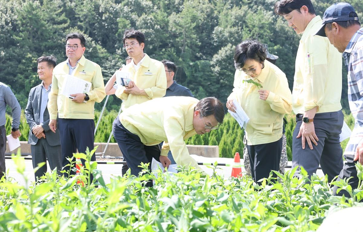곤드레 유공부직포 피복 재배기술 시범사업 현장 평가회 첨부이미지 : 2025.8.25 곤드레 유공부직포 피복 재배기술 시범사업 현장 평가회 (7).JPG