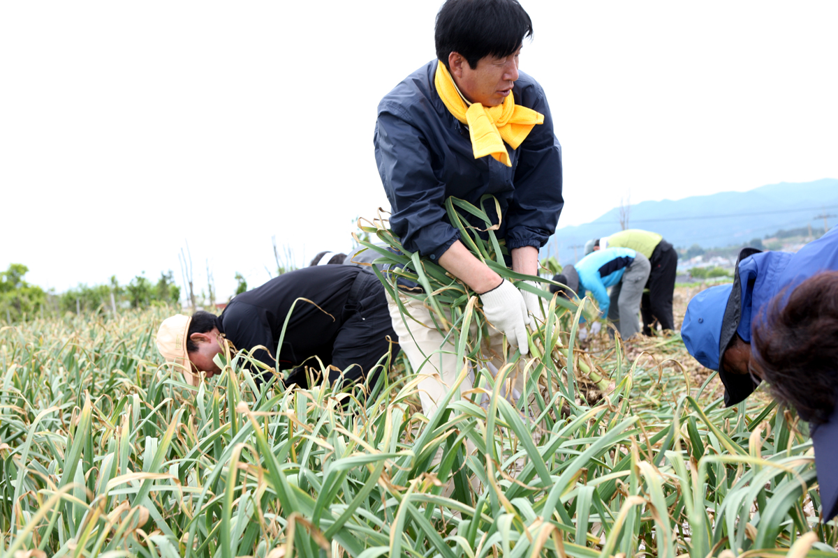 2011 농촌일손돕기 첨부이미지 : 사본 -5A0X0422.jpg