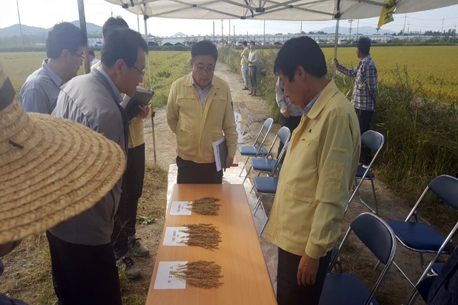 벼 도복·수발아 피해현장 현지확인 첨부이미지 : 벼 도복·수발아 피해현장 현지확인 (1).jpeg