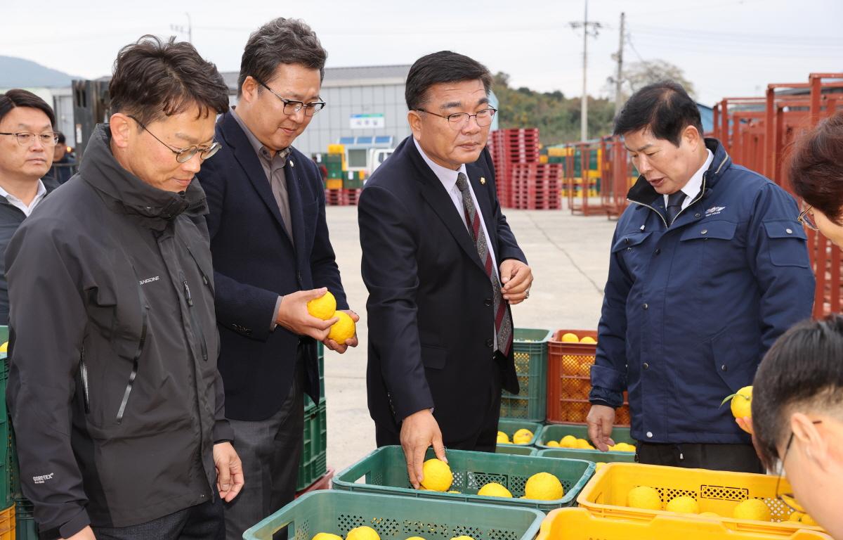 유자수매 현장 첨부이미지 : 2022.11.14 유자수매현장 (5).jpg